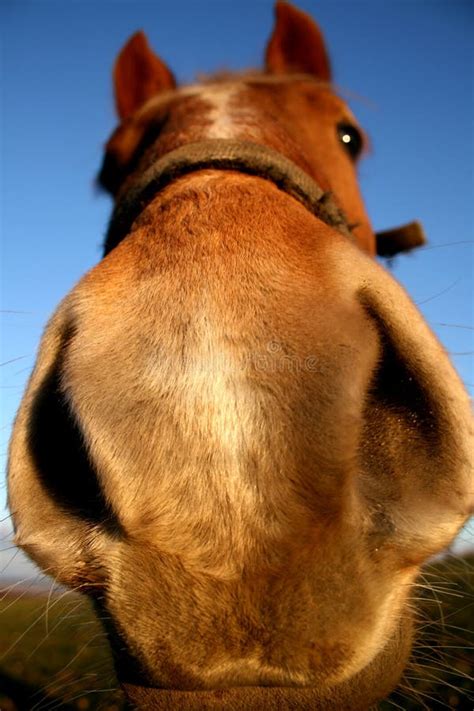 funny pics of horses|Funny Horses Pictures, Images and Stock Photos